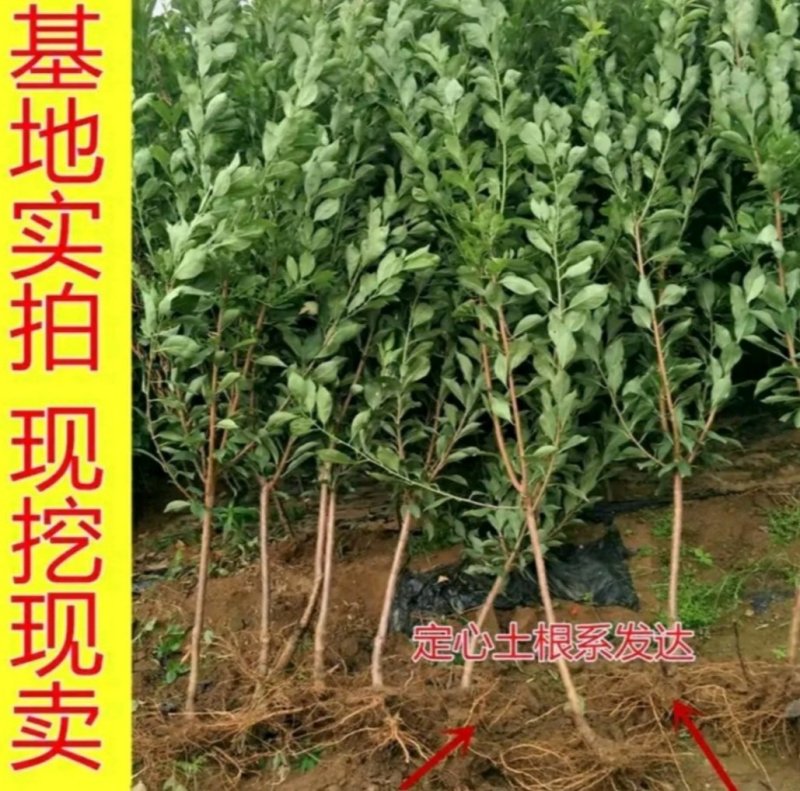 脆红李子苗果大香甜可口产量高保证品种包成活现挖发货包邮