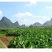 一件代发正宗广西荔浦芋头新鲜香芋小芋头槟榔芋毛芋头5斤包