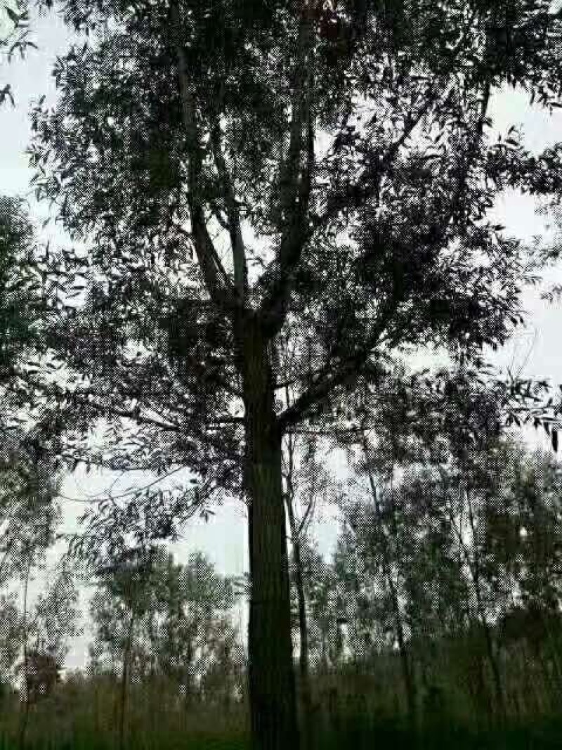 柳树旱柳