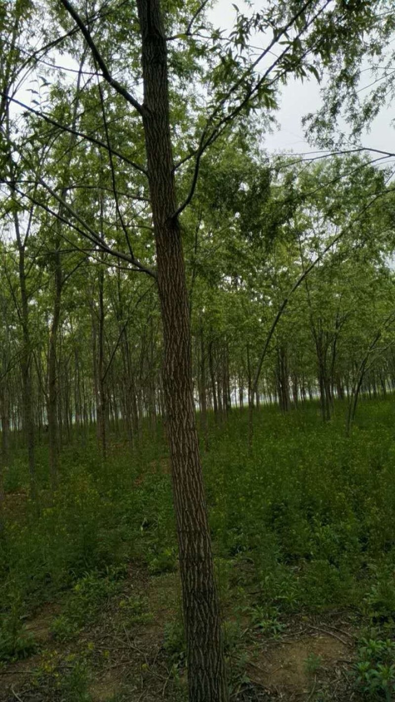 柳树旱柳