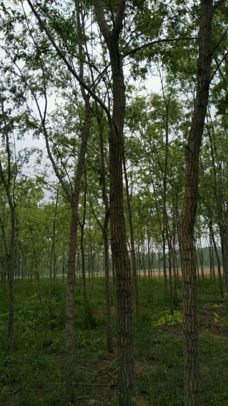柳树旱柳