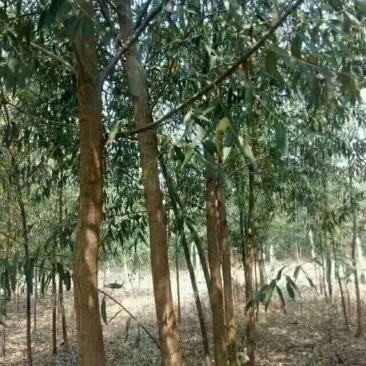 柳树旱柳