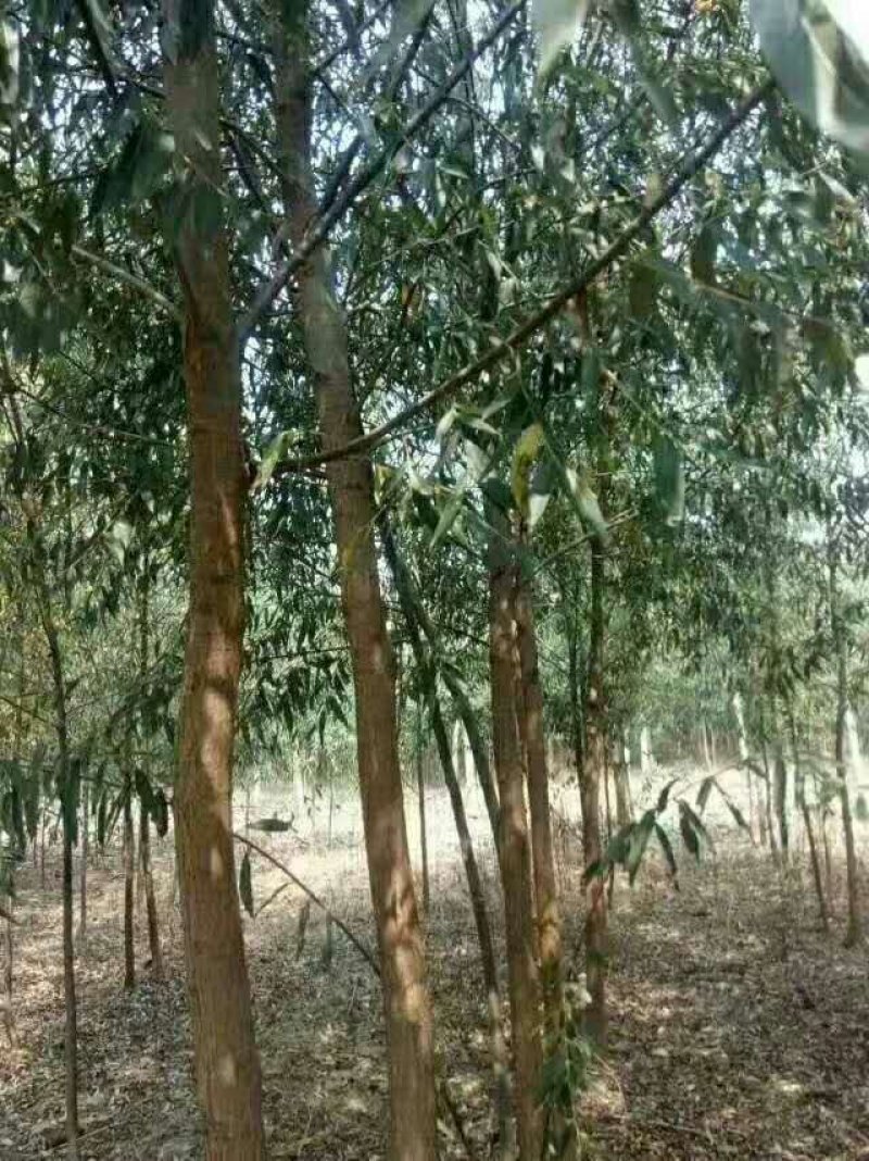 柳树旱柳