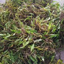 单叶石橄榄批发，30斤