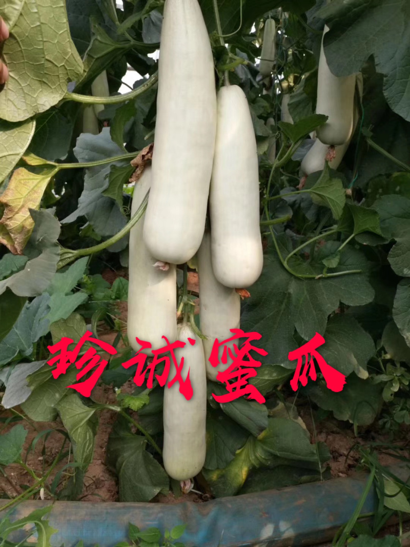 百万亩博洋61号甜瓜专业供应对接电商商超市场档口