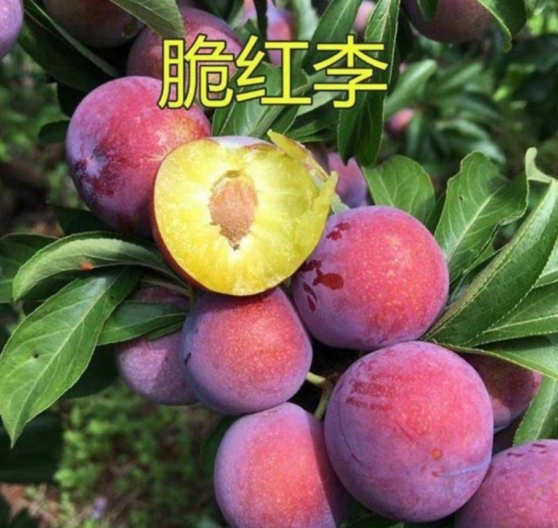 脆红李子苗果大香甜可口产量高保证品种包成活现挖发货包邮