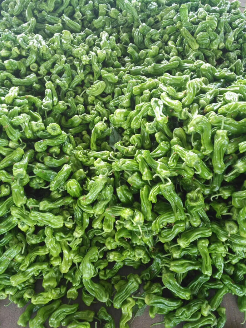 苍山精品芜湖椒、薄皮椒、产地直销一手货源