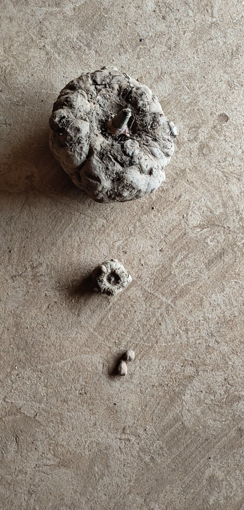 魔芋种子，产地一手价，免费技术指导欢迎咨询。
