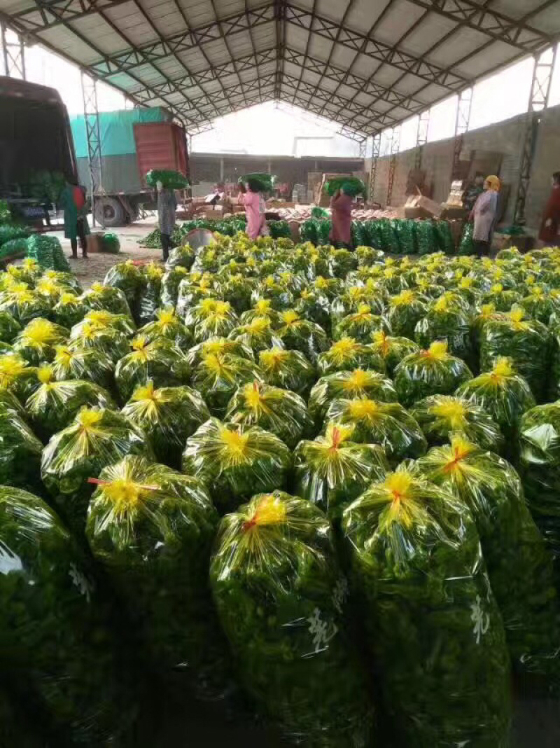 苍山精品芜湖椒、薄皮椒、产地直销一手货源