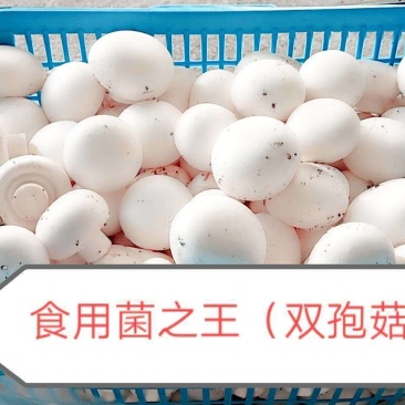 双孢菇