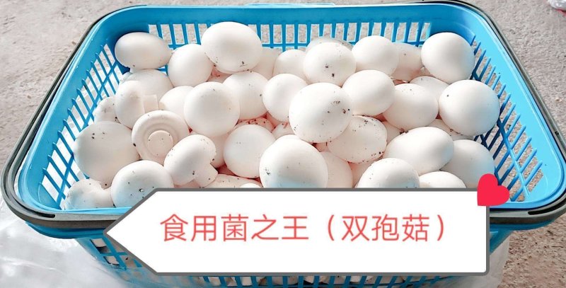 双孢菇