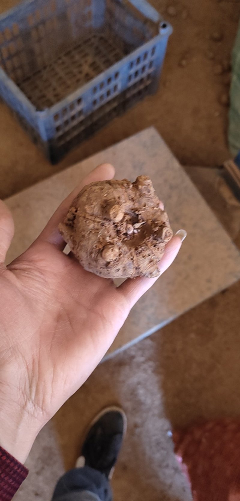 种源价，保证质量和品种，免费提供技术指导
