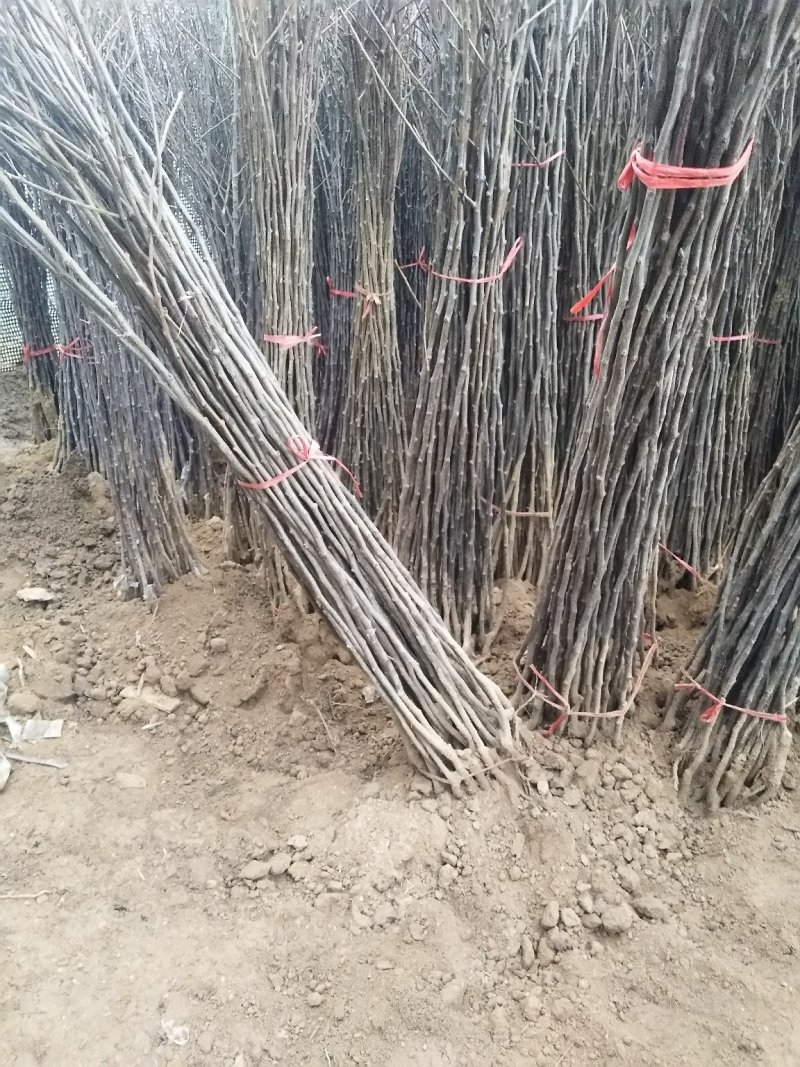 红香蕉苹果苗脆甜苹果基地嫁接一手货源欢迎下单