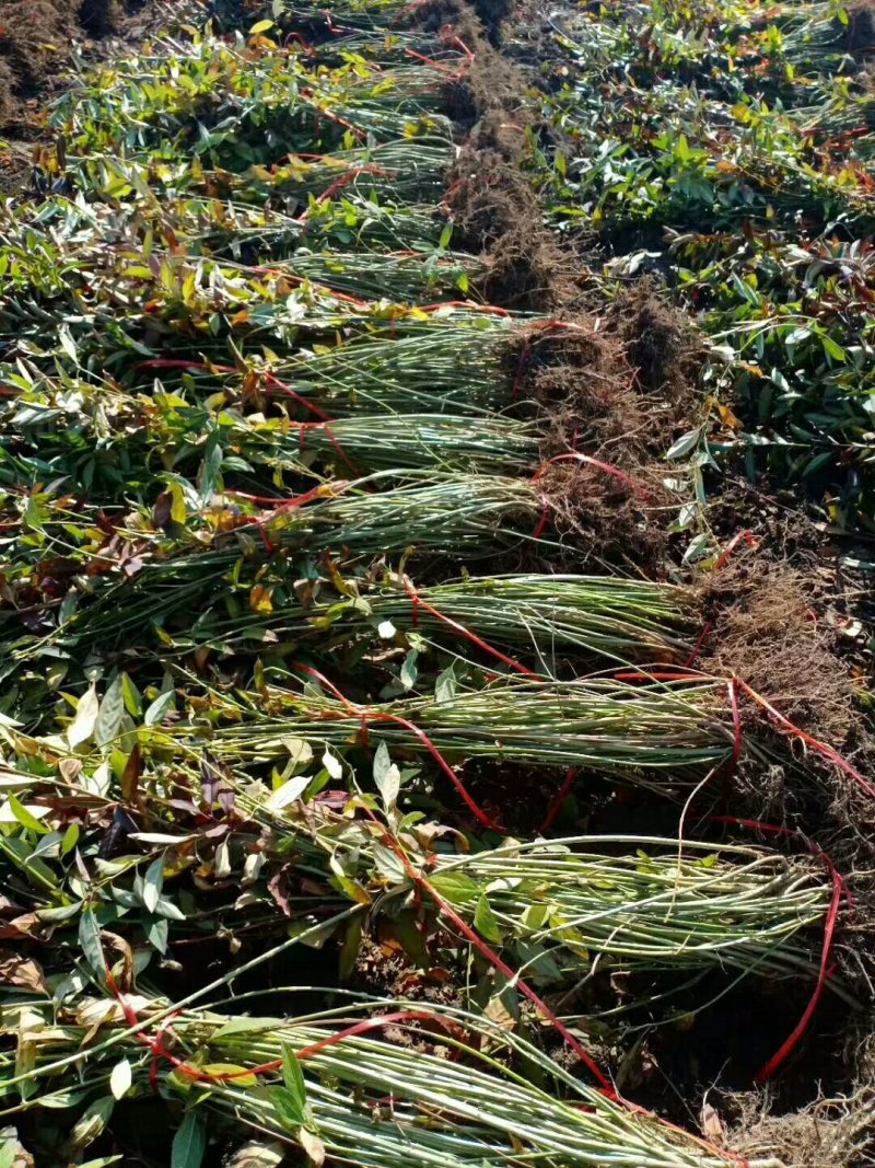 连翘球高度80-2米十分枝大量现货沭阳基地无中间商差价