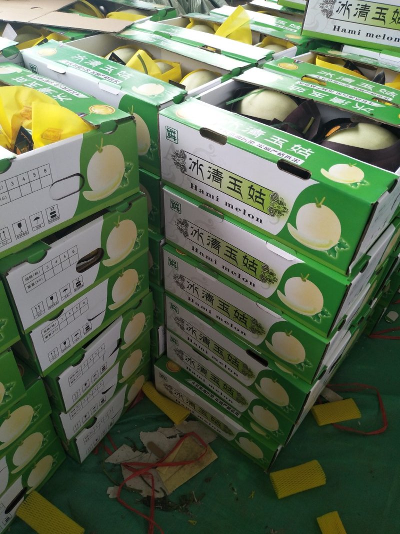 玉菇甜瓜，绵绵的果肉清爽可口，4月中旬上市预售