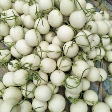 玉菇甜瓜，绵绵的果肉清爽可口，4月中旬上市预售