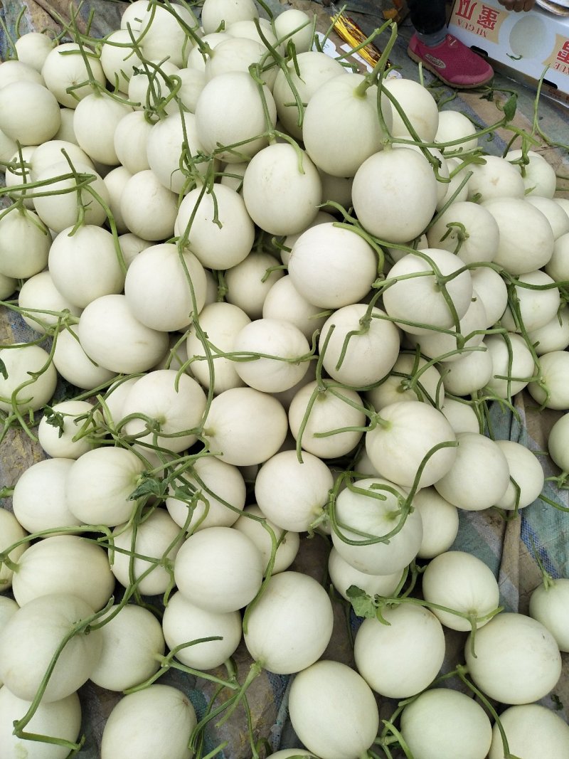 玉菇甜瓜，绵绵的果肉清爽可口，4月中旬上市预售