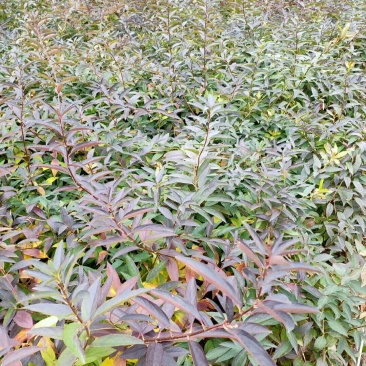 连翘球高度80-2米十分枝大量现货沭阳基地无中间商差价