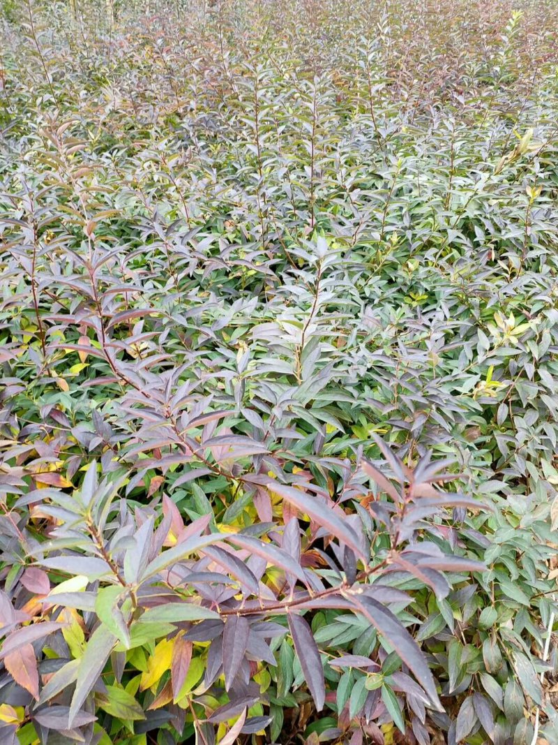 连翘球高度80-2米十分枝大量现货沭阳基地无中间商差价