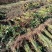 连翘球高度80-2米十分枝大量现货沭阳基地无中间商差价