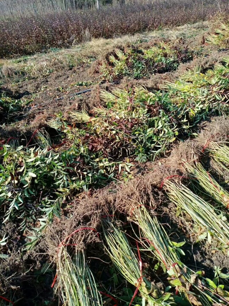 连翘球高度80-2米十分枝大量现货沭阳基地无中间商差价
