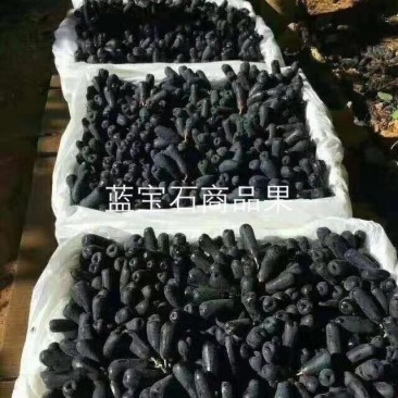 自根蓝宝石葡萄苗，保证纯度，保证成活率！