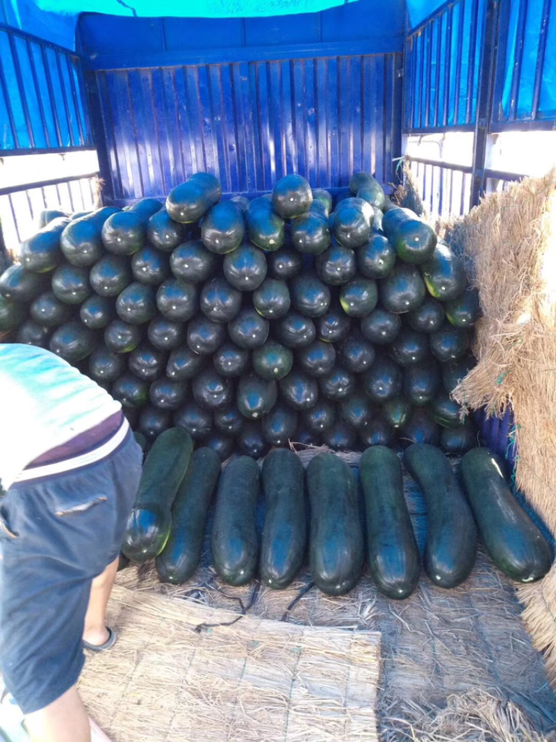精品莫迪龙冬瓜、大量供应、颜色鲜亮，代发全国。