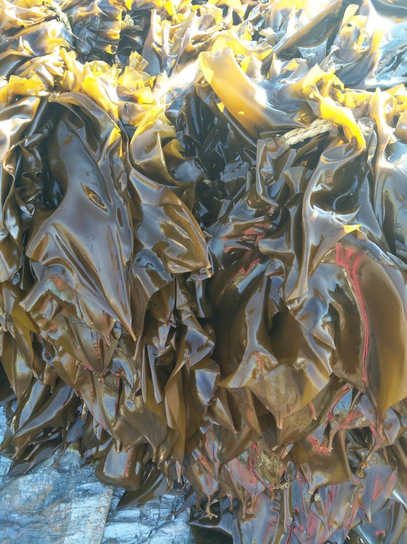 好菜不议价，你品，你细品新鲜海带，质量上乘，留给识货的您