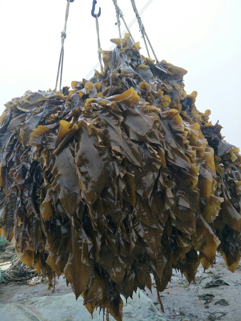 好菜不议价，你品，你细品新鲜海带，质量上乘，留给识货的您