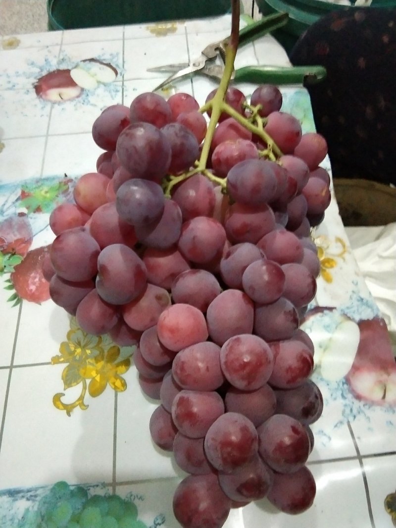 占地葡萄苗树，一年葡萄苗，品种齐全，保成活率！