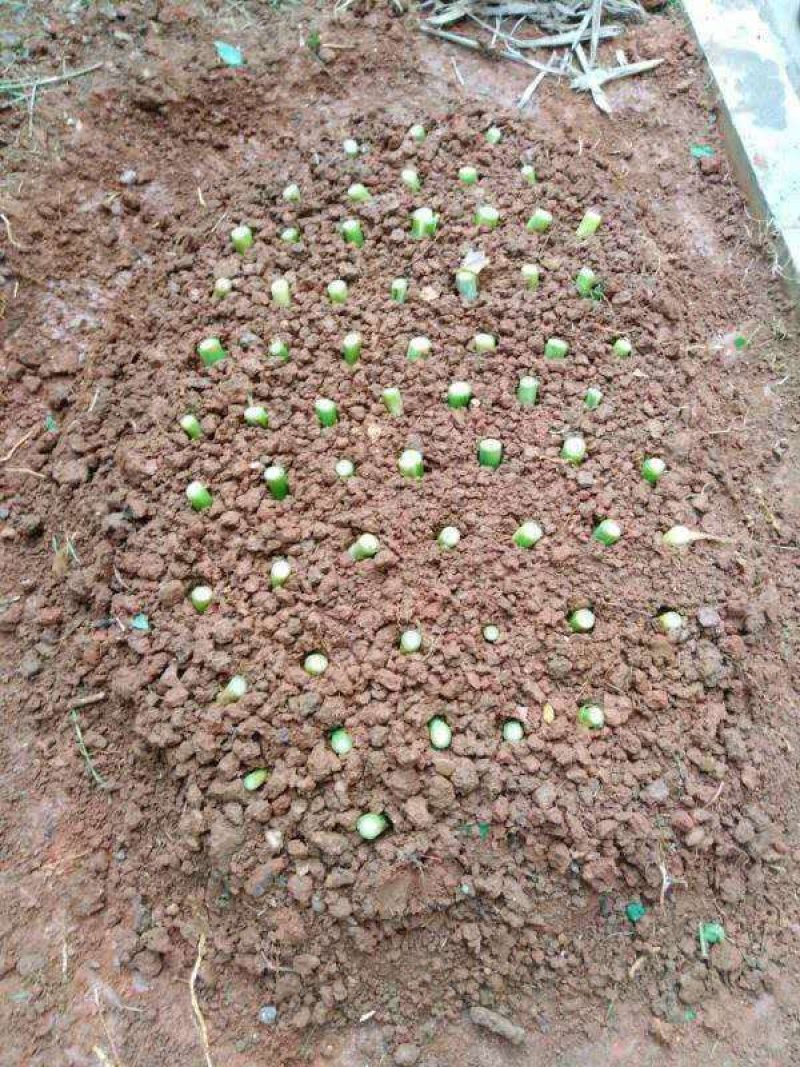 甜象草牧草种节，皇竹草高产多年生牧草高产牧草品种