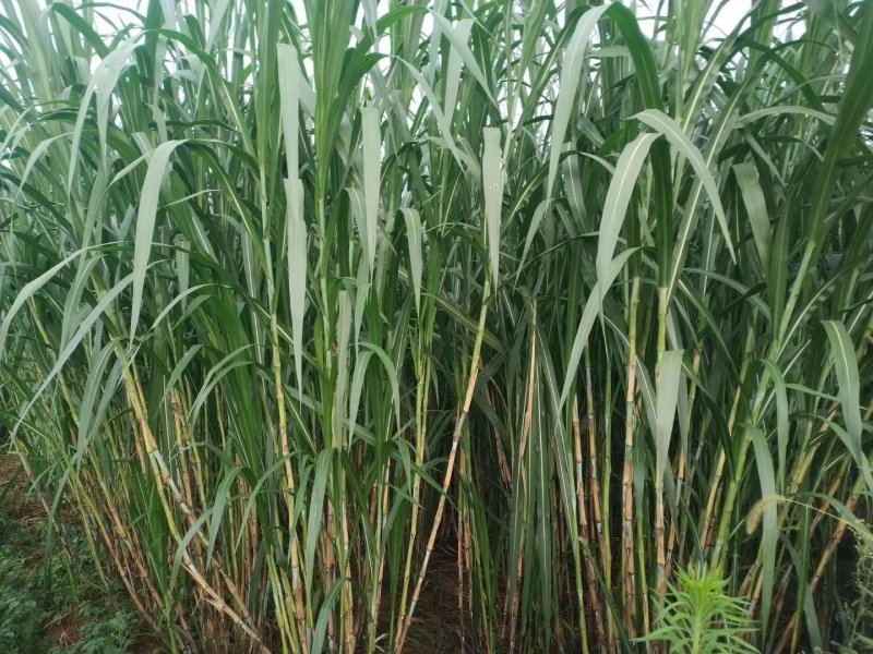 甜象草牧草种节，皇竹草高产多年生牧草高产牧草品种