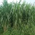 甜象草牧草种节，皇竹草高产多年生牧草高产牧草品种