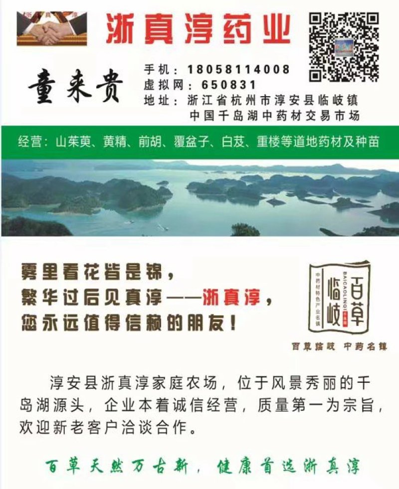 浙江中花吴茱萸种苗供应
