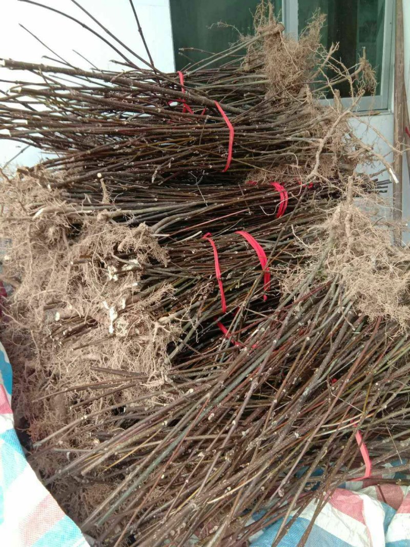 浙江中花吴茱萸种苗供应