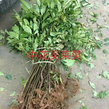 浙江中花吴茱萸种苗供应