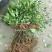 浙江中花吴茱萸种苗供应