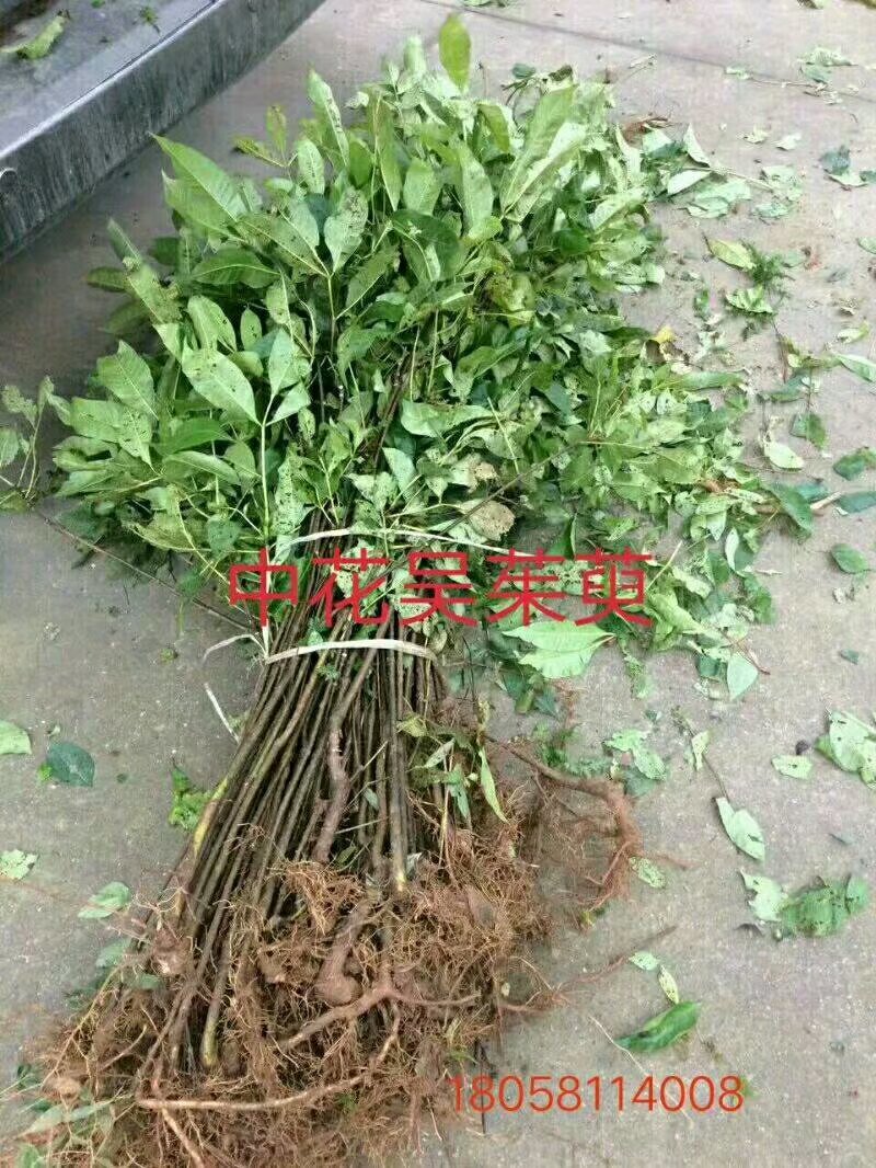 浙江中花吴茱萸种苗供应