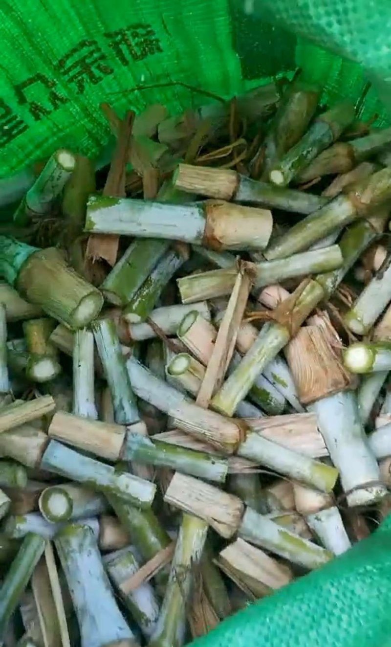 甜象草牧草种节，皇竹草高产多年生牧草高产牧草品种