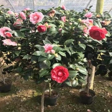 茶花盆栽五色赤丹一树多色四季茶花香妃茶花红赤