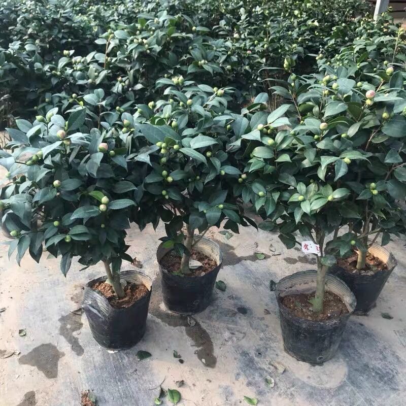 茶花盆栽五色赤丹一树多色四季茶花香妃茶花红赤