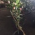 茶花盆栽五色赤丹一树多色四季茶花香妃茶花红赤