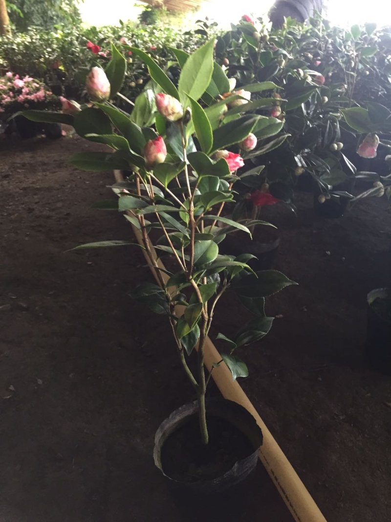 茶花盆栽五色赤丹一树多色四季茶花香妃茶花红赤