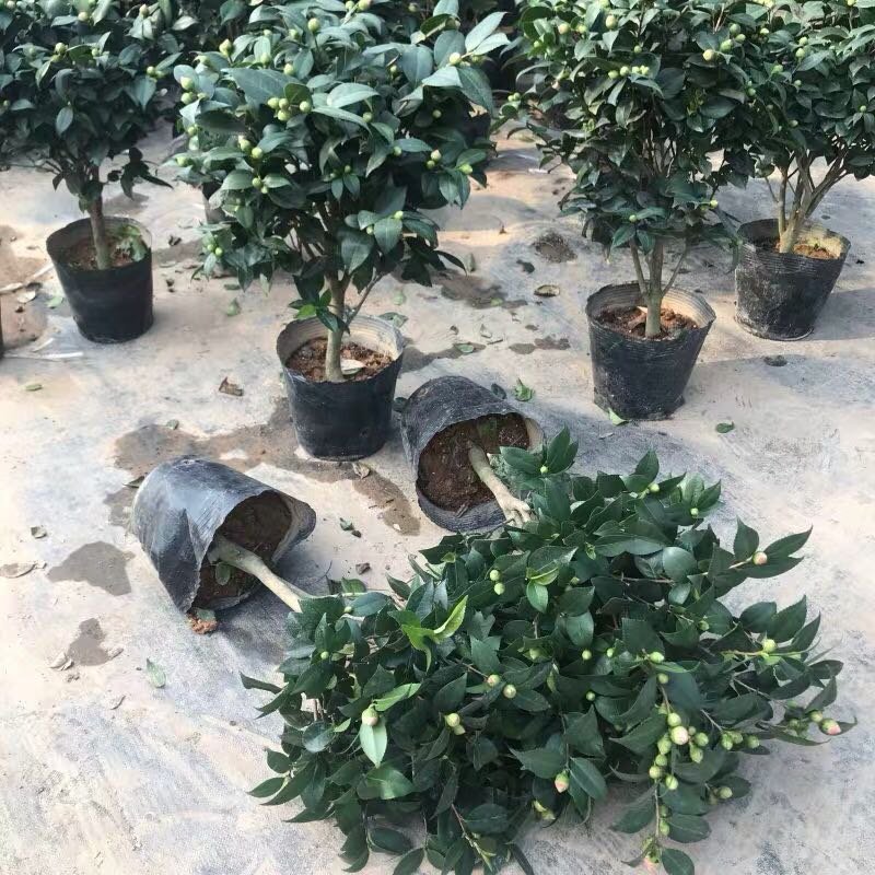 茶花盆栽五色赤丹一树多色四季茶花香妃茶花红赤