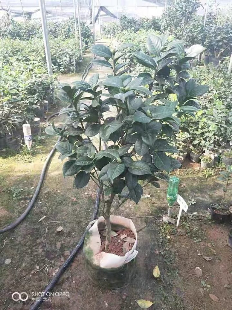 茶花盆栽五色赤丹一树多色四季茶花香妃茶花红赤