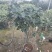 茶花盆栽五色赤丹一树多色四季茶花香妃茶花红赤