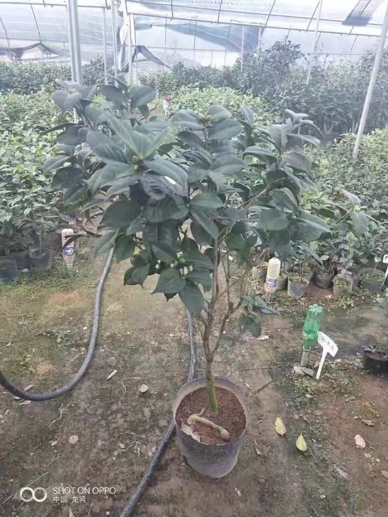 茶花盆栽五色赤丹一树多色四季茶花香妃茶花红赤