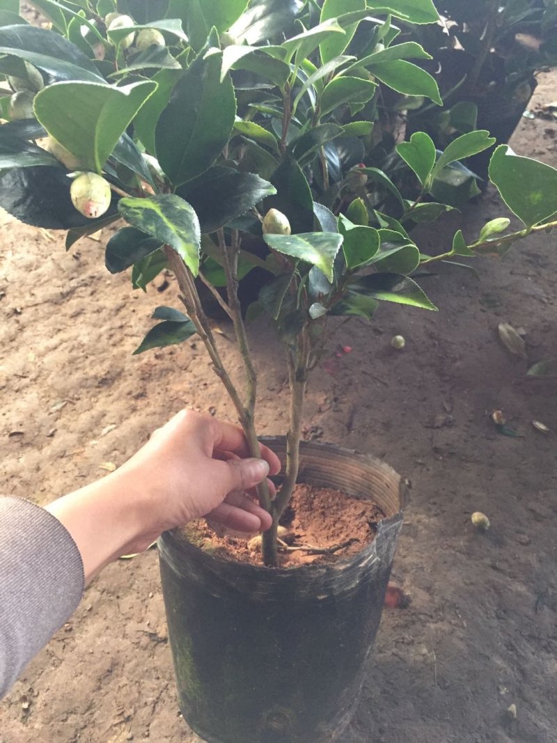 茶花盆栽五色赤丹一树多色四季茶花香妃茶花红赤