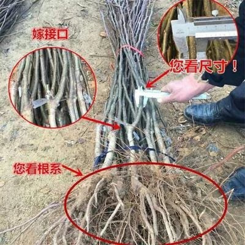 早酥红梨树苗品种保证现挖现发保证成活率，包邮包结果