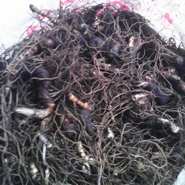 重楼